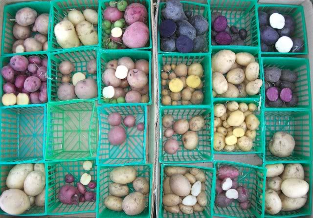 Entire harvest showing diversity of first year seedlings