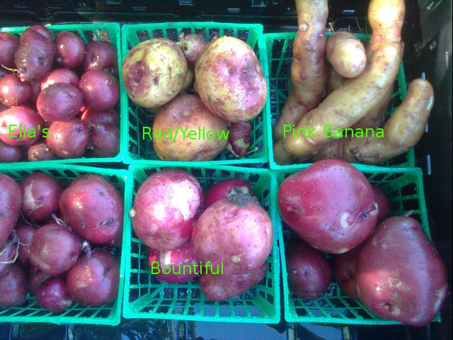 Some of the varieties I saved for cloning
