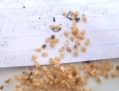 true potato seeds (TPS)