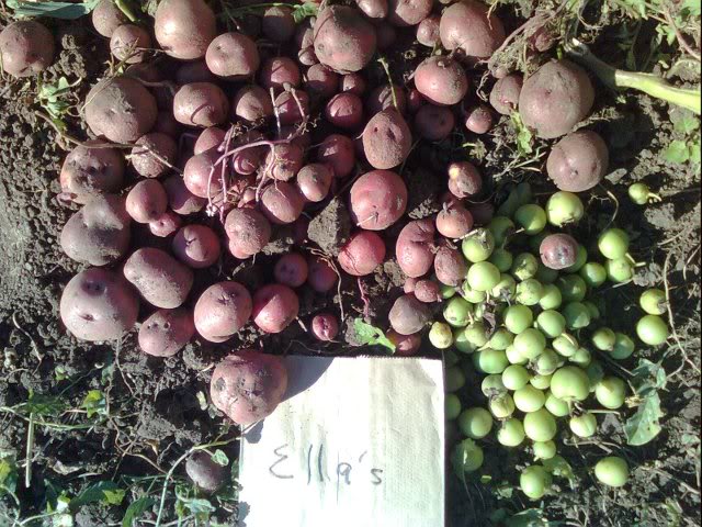 My all time favorite. Became my main market potato. People loved the small size.