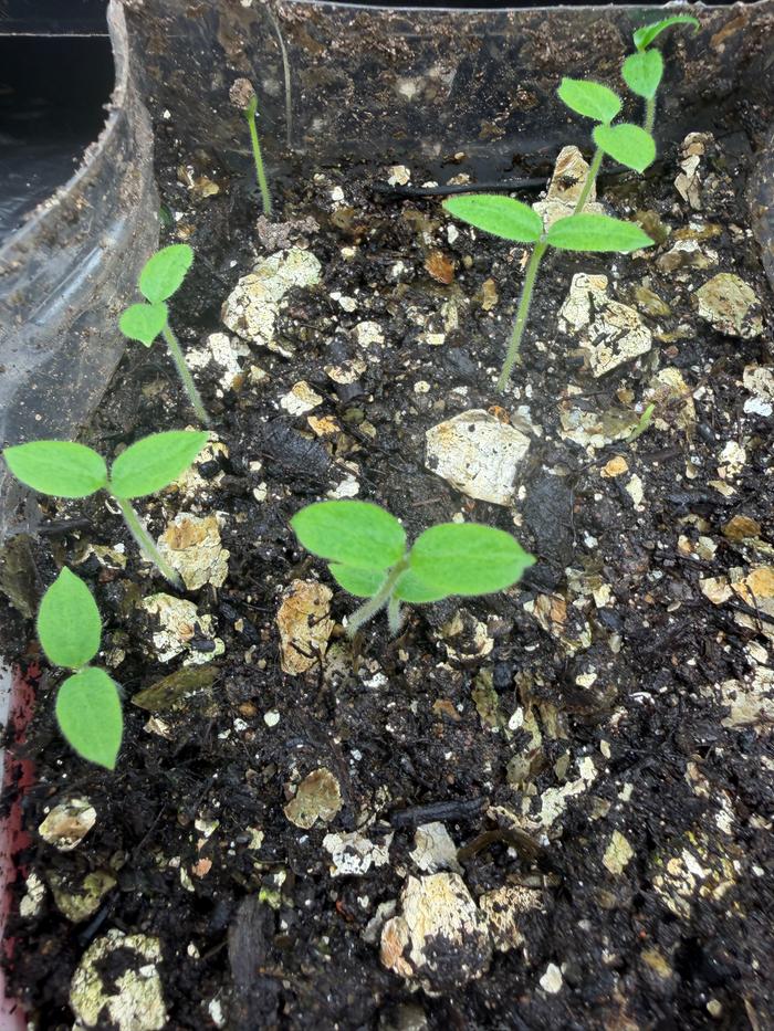 pseudolulo have germinated