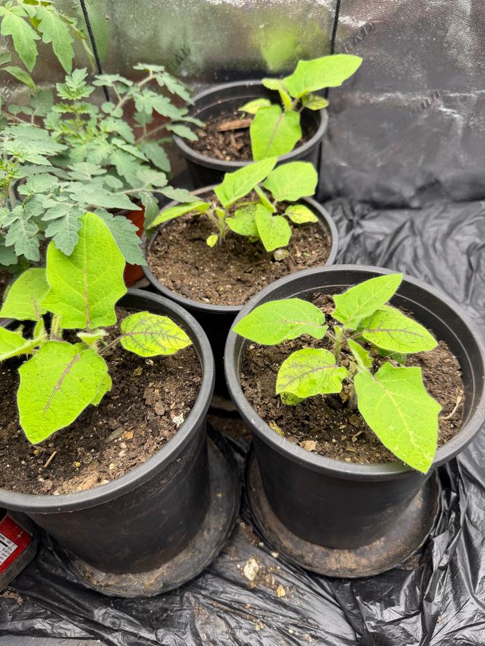 Young plants