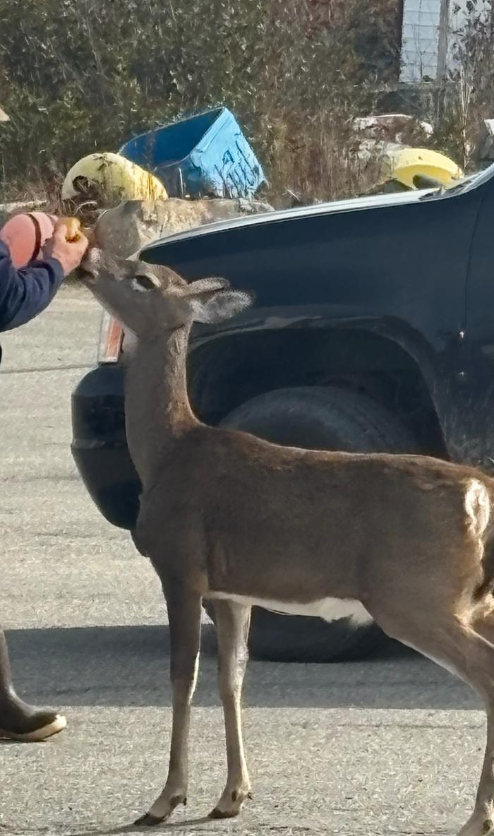 [Thumbnail for FullSizeR.jpeg]