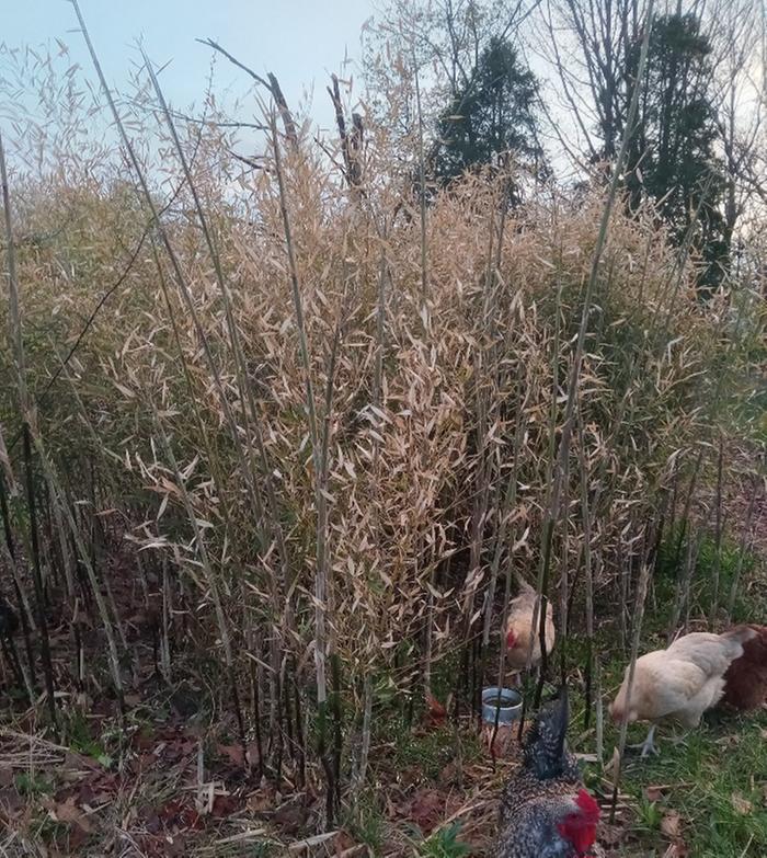 Bamboo