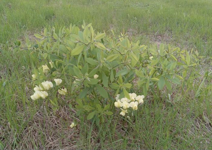 Cream wild indigo among the earliest wildflowers 