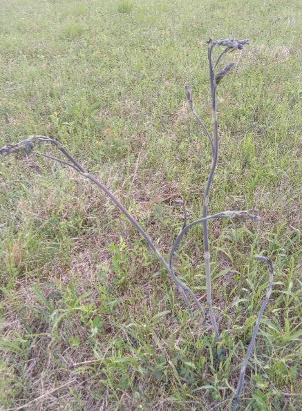 White wild indigo shoots