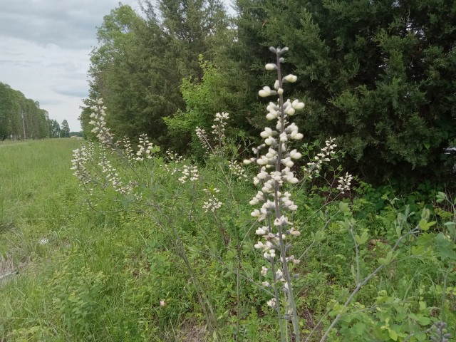 White false indigo in bloom in mid may