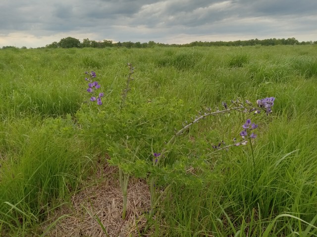 Wild blue false indigo bloom in late April early May