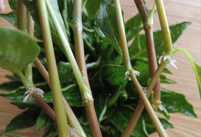 Rooting indigo cuttings in water to multiply