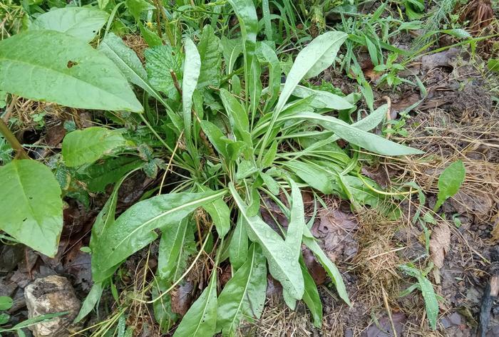 Perennial woad?