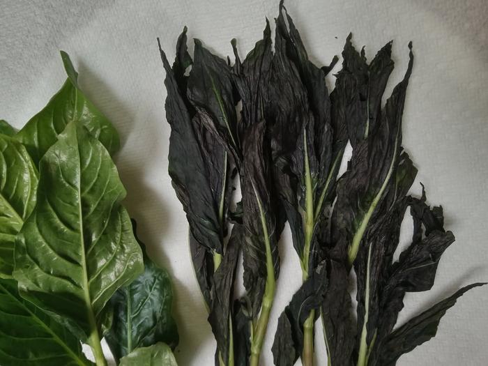Lots of indigo inside the leaves