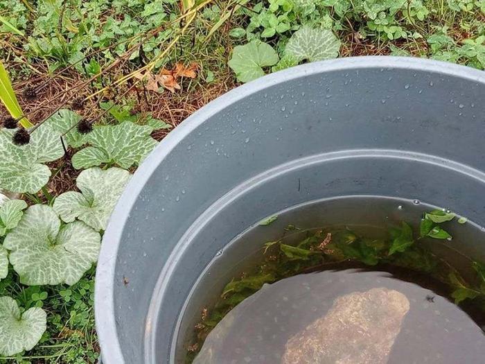 Day 1 of soaking. Kept under water with rock