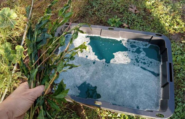 Pour green colored liquid in tub
