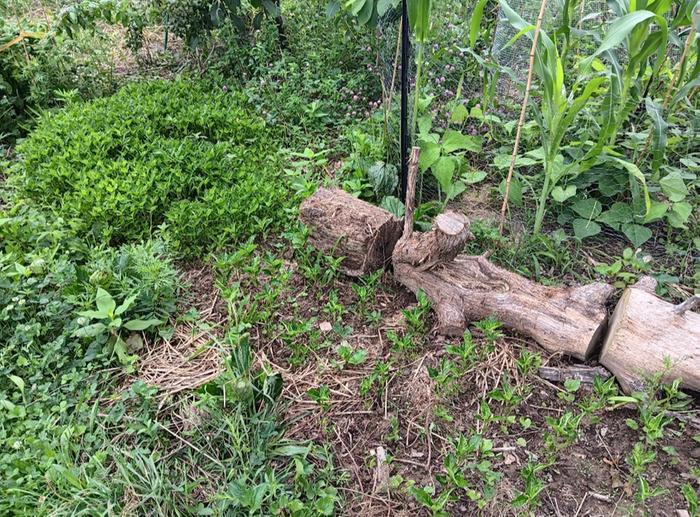 Direct seeded on left transplanted on right