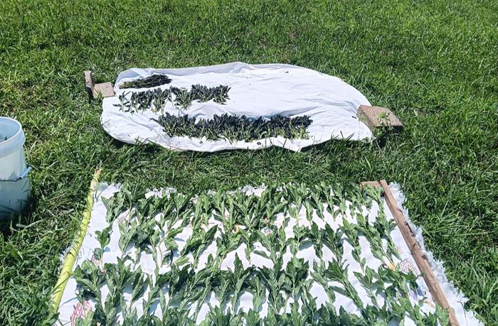 Harvest bigger stalks from 30 sqft