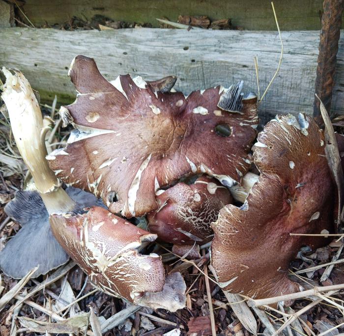 [Thumbnail for IMG_20260419_140240_412-2.jpg]