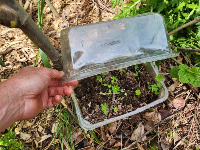 [Thumbnail for Salad-box-native-seeds-lupine.jpg]