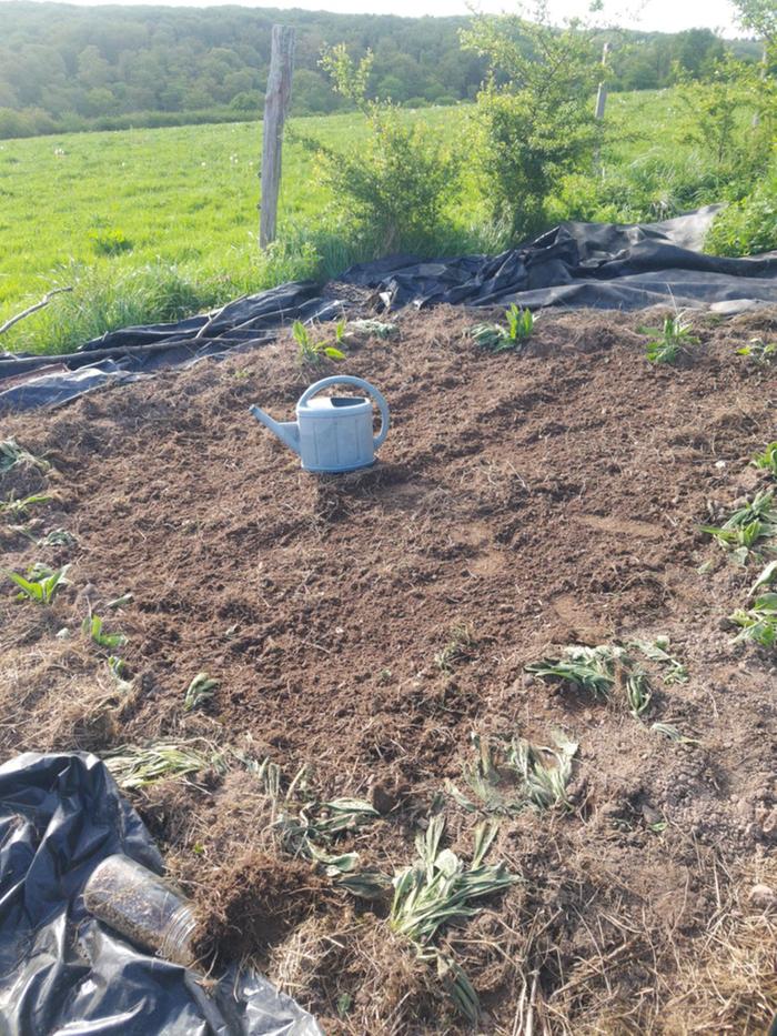 [Thumbnail for experimental-plot.jpg]