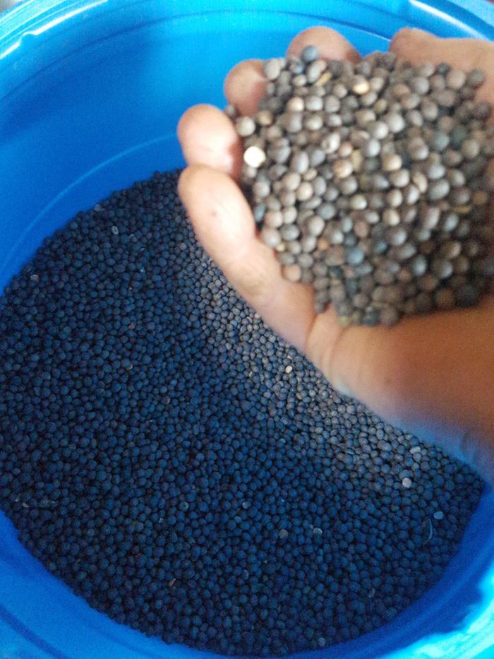 [Thumbnail for cowpeas.jpg]