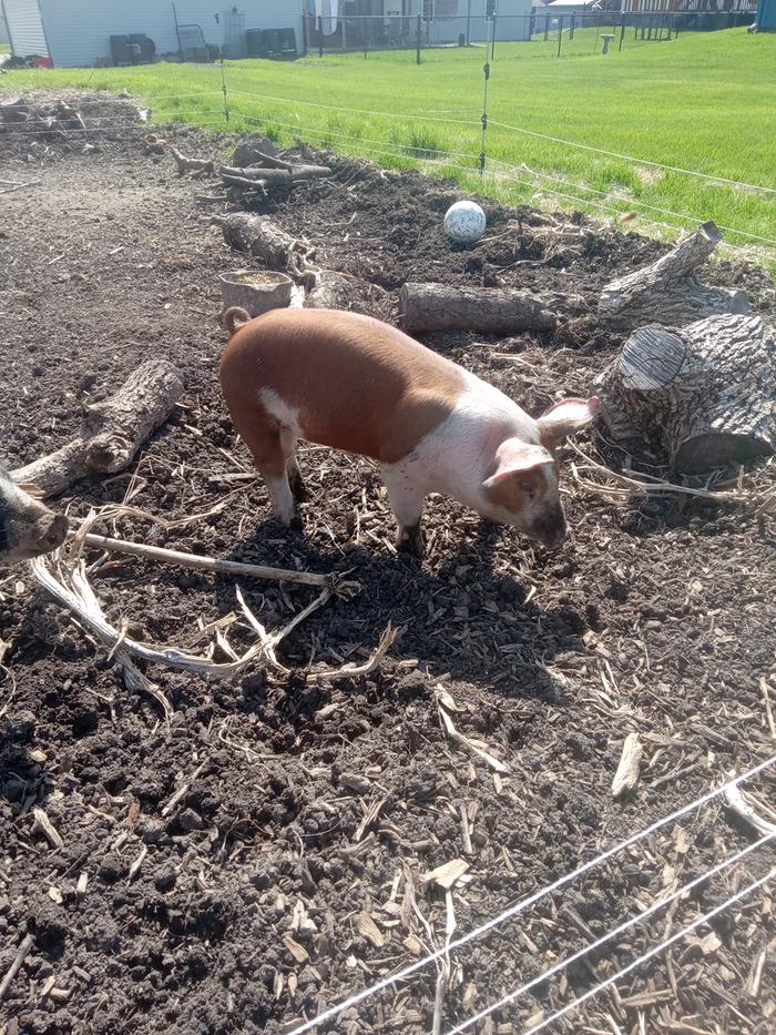 Pigs tilling the grass from my garden expansion. They were here a week longer then intended due to the slow fence problem solving on my part. 