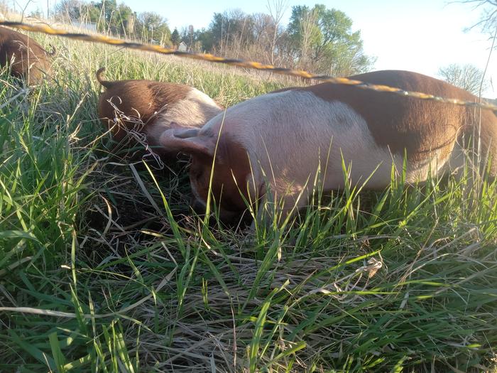 Happy pigs on old pasture in need of some disturbance! We are planning on butchering two for home use and selling the rest. Fingers crossed we break even!