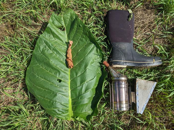 Tobacco leaf