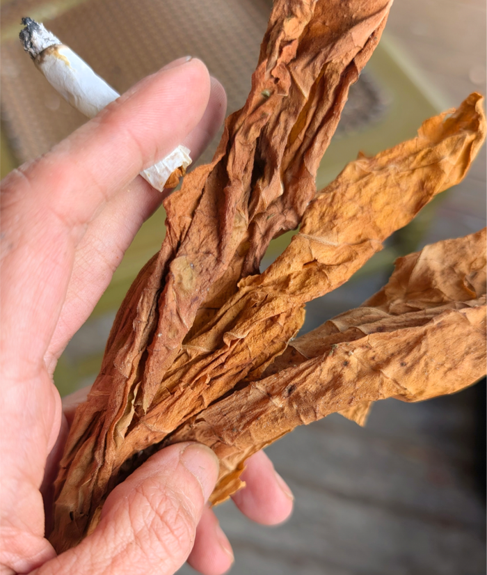 bright leaves, the big leaves are best