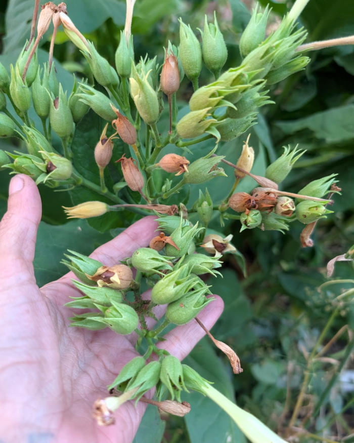 flower heads