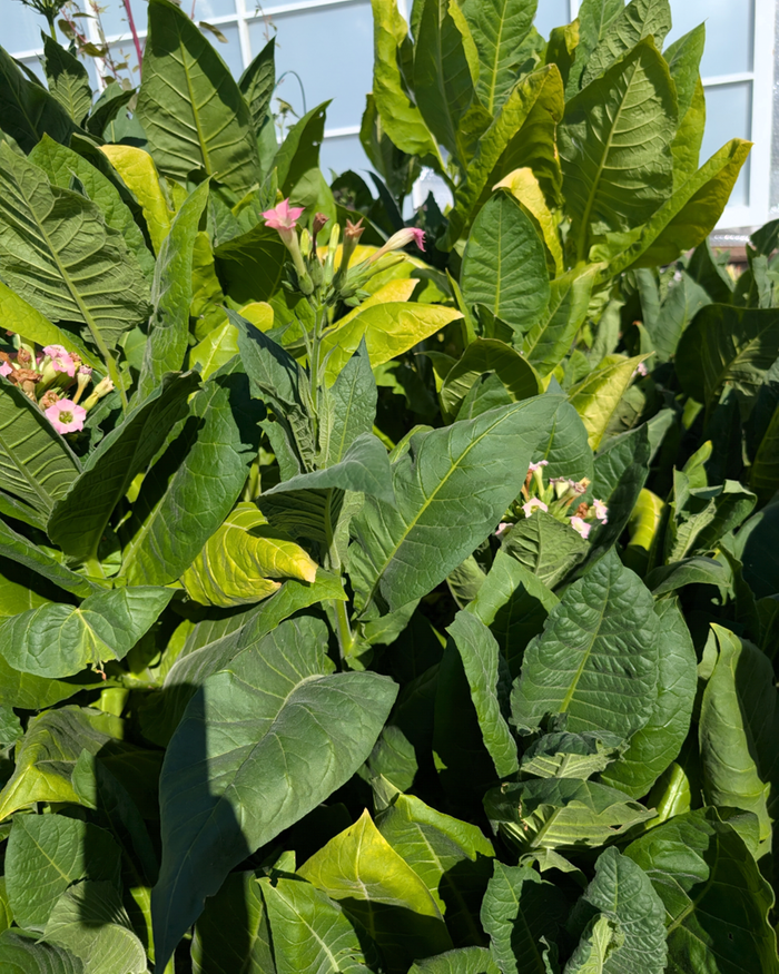 some will color up on the plant and can be cut fully ready to dry