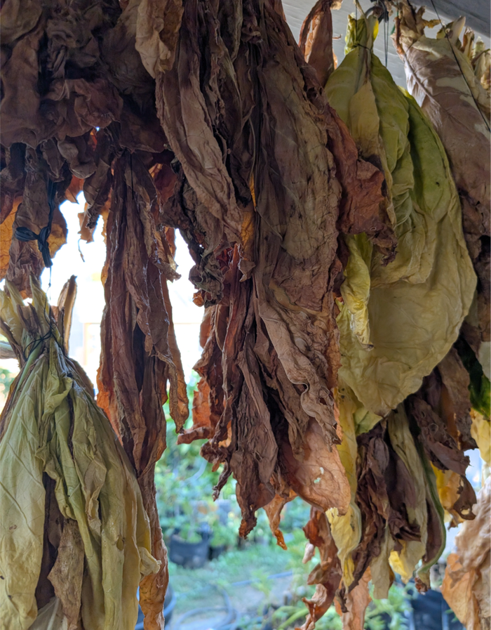 drying the cured leaves