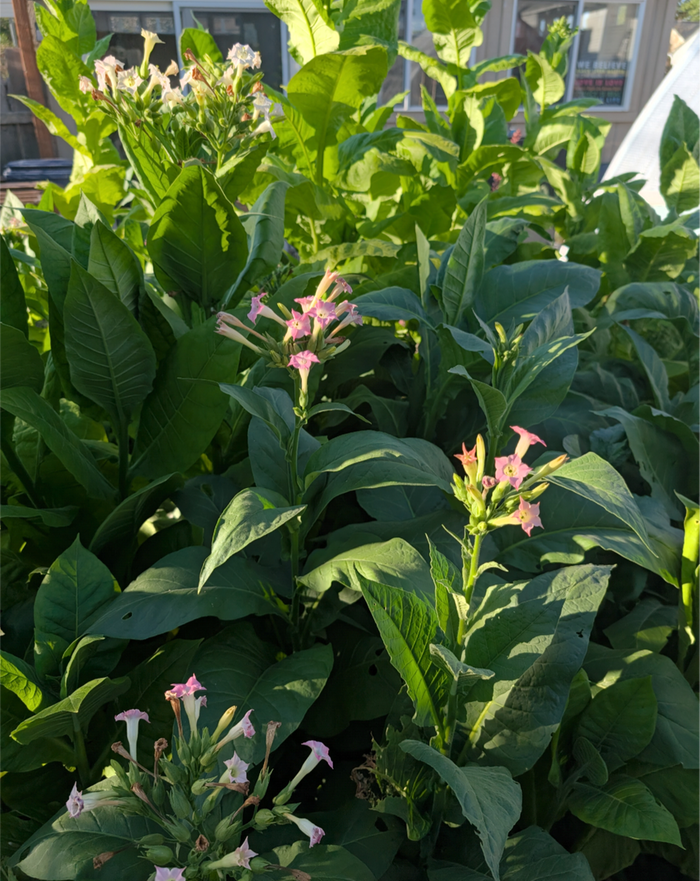 rustica are dark and wavy leaves, all the others flatter