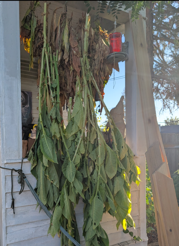 end of season, dry leaves at top are bright already cured and the rest are the remaining plants hanging to cure on the stalk. about half cured just like this but most people will put them in humid and heat to cure