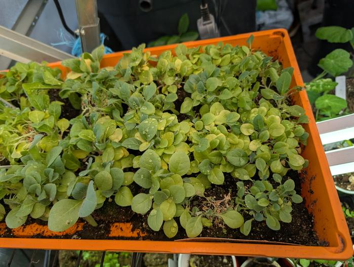 landrace in forest tray