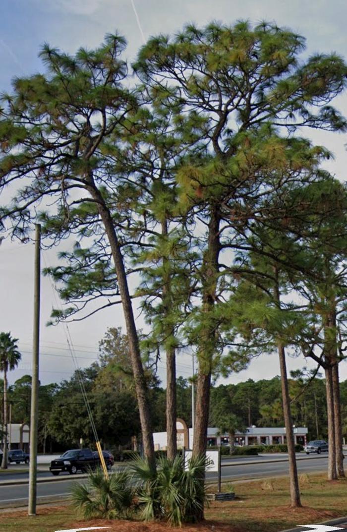 [Thumbnail for IMG_0919.jpeg]