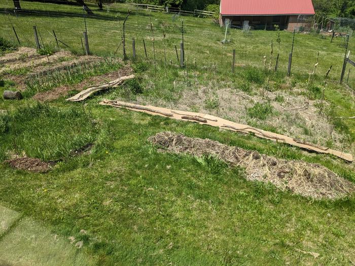 zoomed out view of garden, on right is weedy area in question, on left is some rows I first asked about in this thread