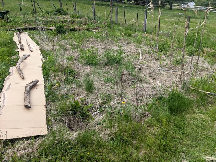 closer look at weedy area in question now