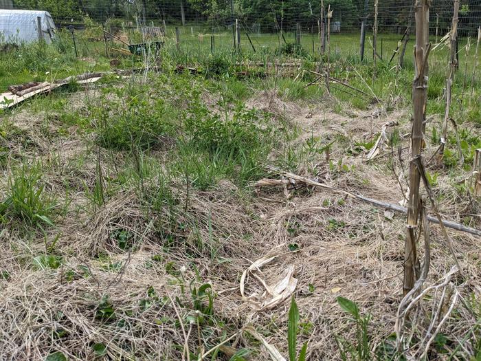 zoom in on the area with mounds and paths covered in weeds and thatch