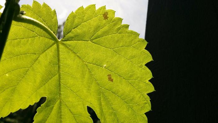 ladybug eggs