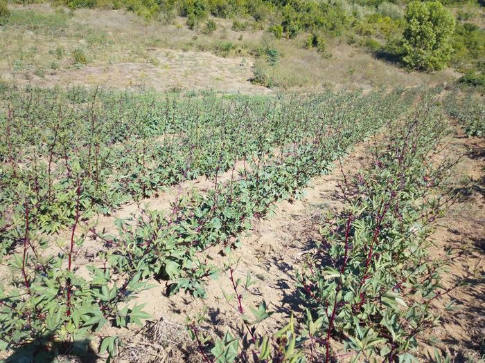 [Thumbnail for WhatsApp-Image-2026-04-25-at-07.54.05.jpeg]