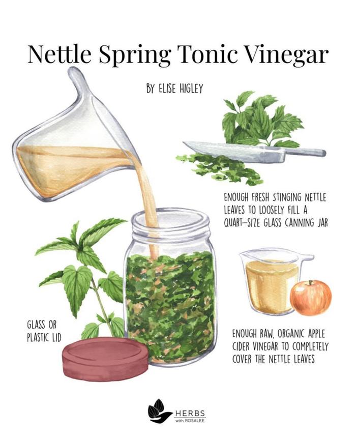 Nettle Vinegar Tonic Recipe