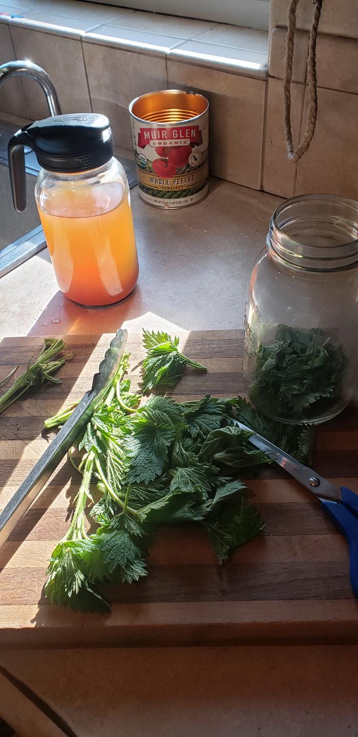 Nettle Vinegar Tonic Prep