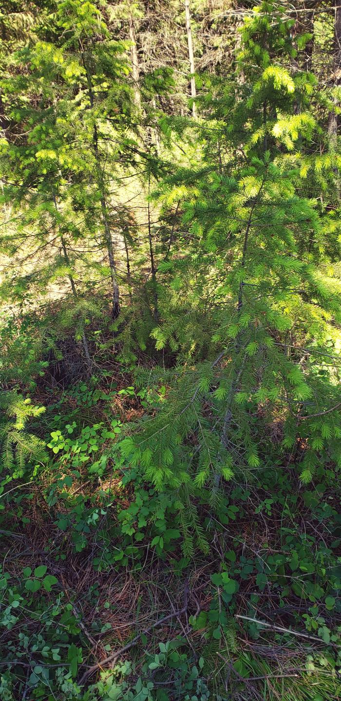 Some Bit of Evidence of Ninebark Clearout 