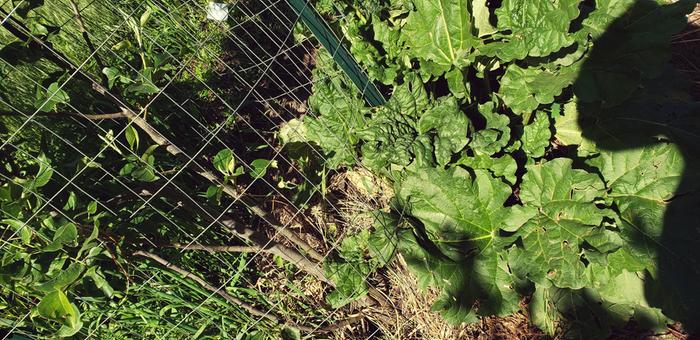 Rhubarb Looking Lush!