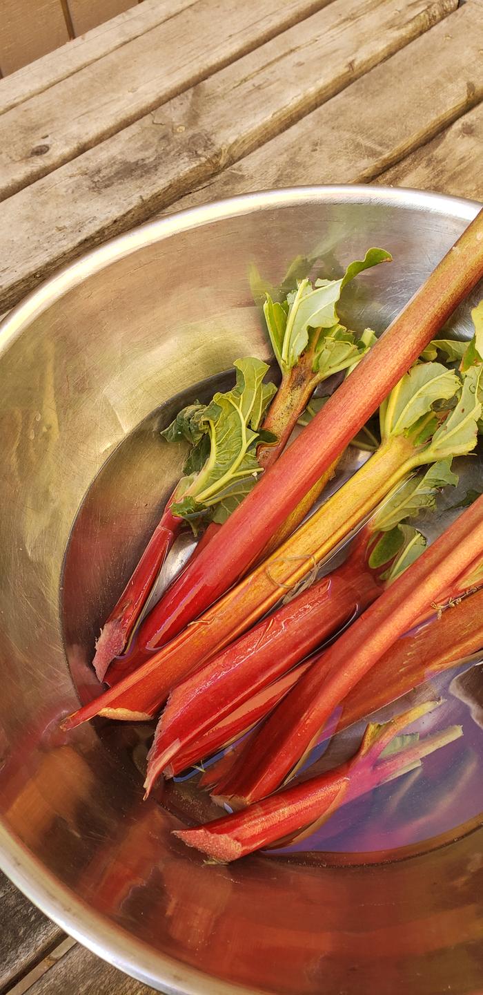 Arrakis Rhubarb Harvest