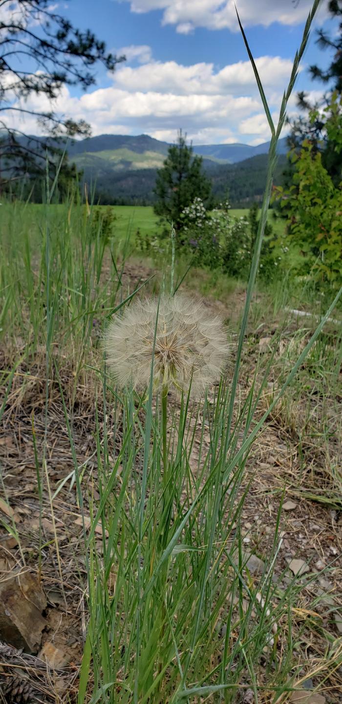 Salsify!