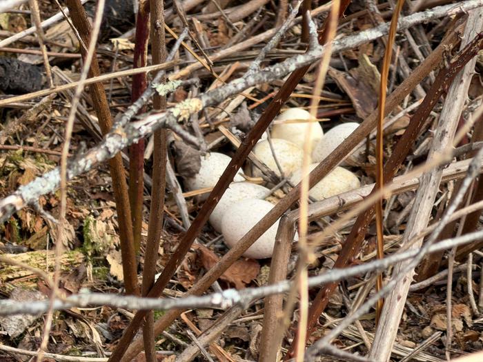 Kind of an informal nest!