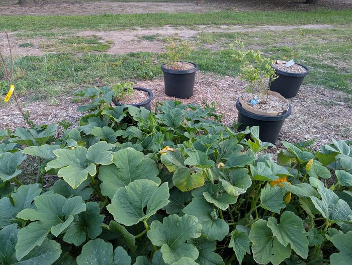 pumpkin growing over the shade the pots