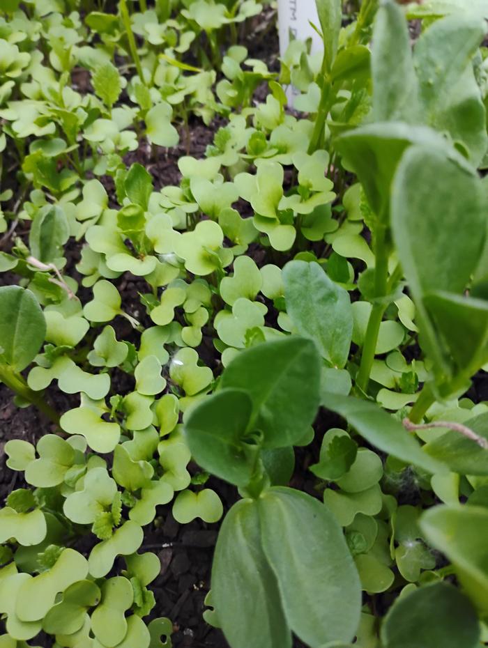 Very cheap seed!