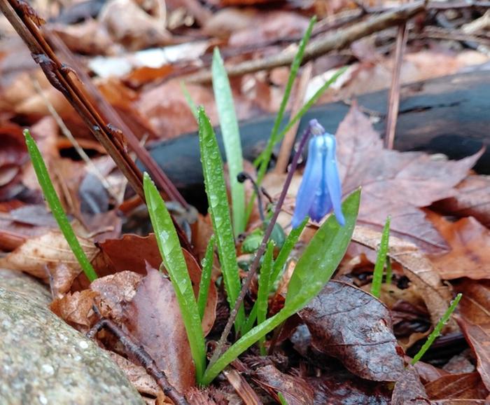 Mystery tiny spring flower
