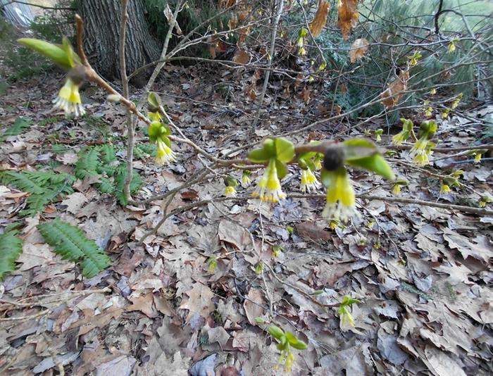 small mystery forest shrub